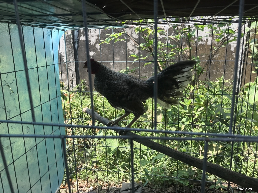 Can ban tre cuban my 5 thang gia tot - 2