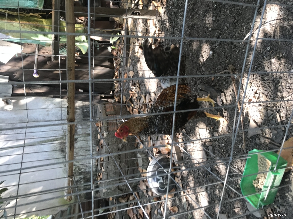 Can ban tre cuban my 5 thang gia tot