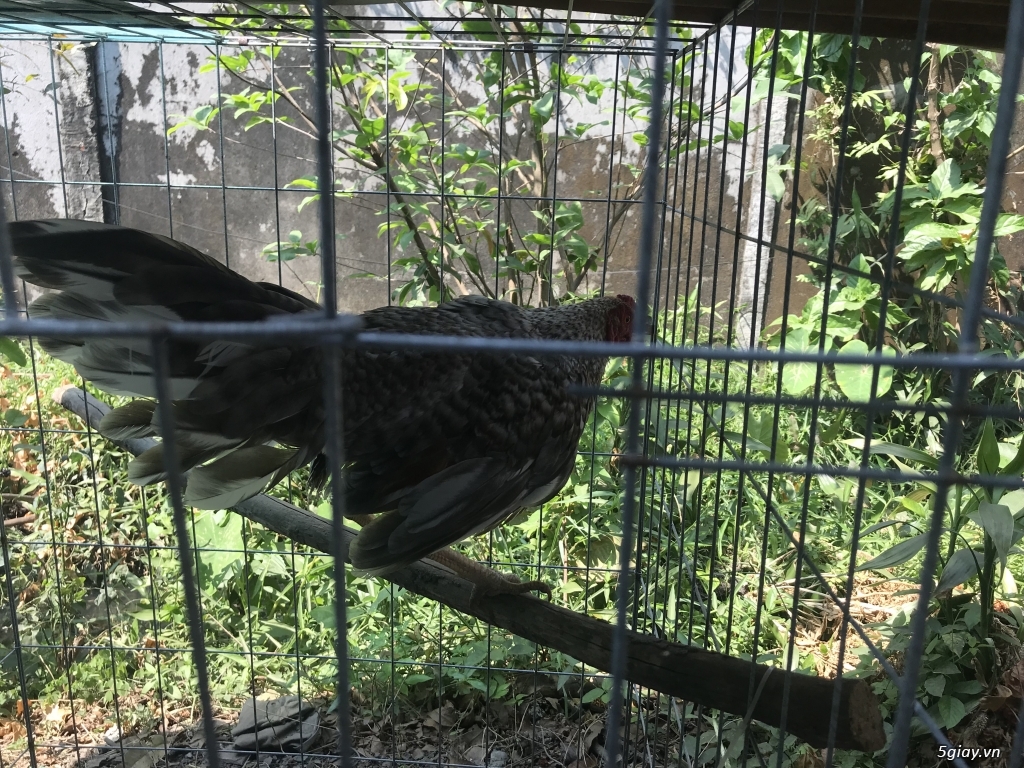 Can ban tre cuban my 5 thang gia tot - 3