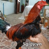 Gà sil mỹ 8 tháng - 4