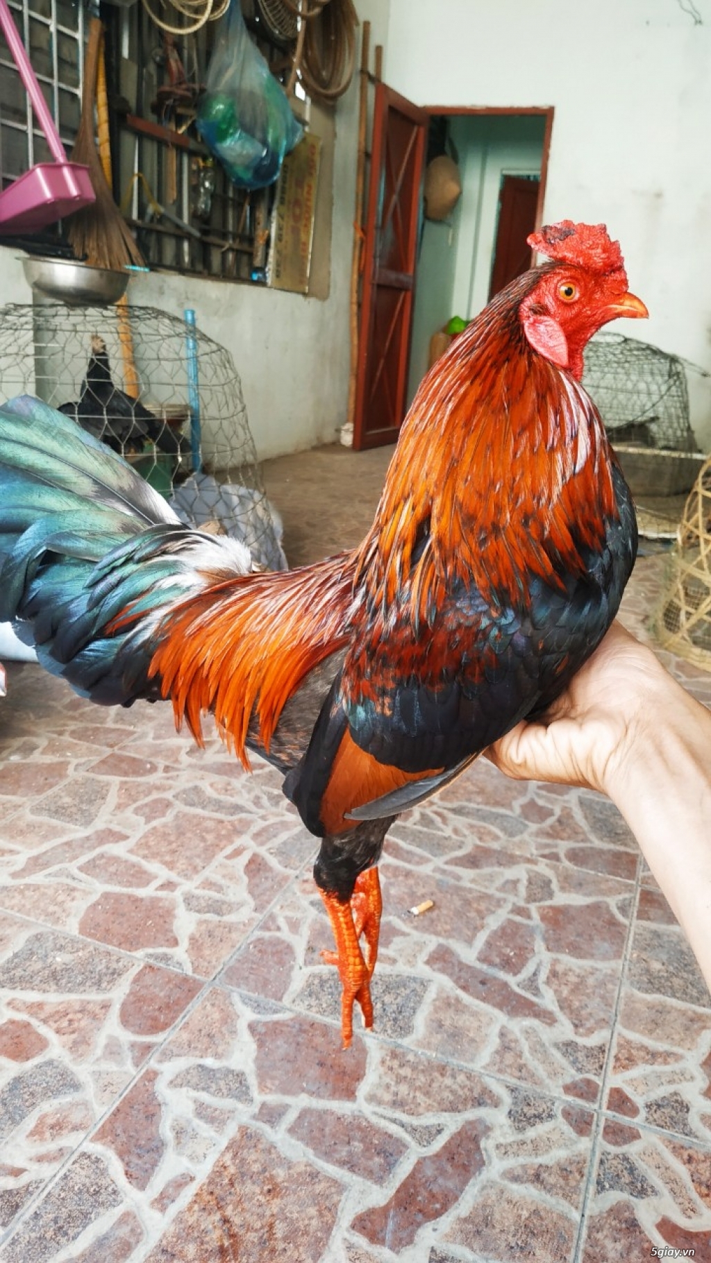 Gà sil mỹ 8 tháng - 2