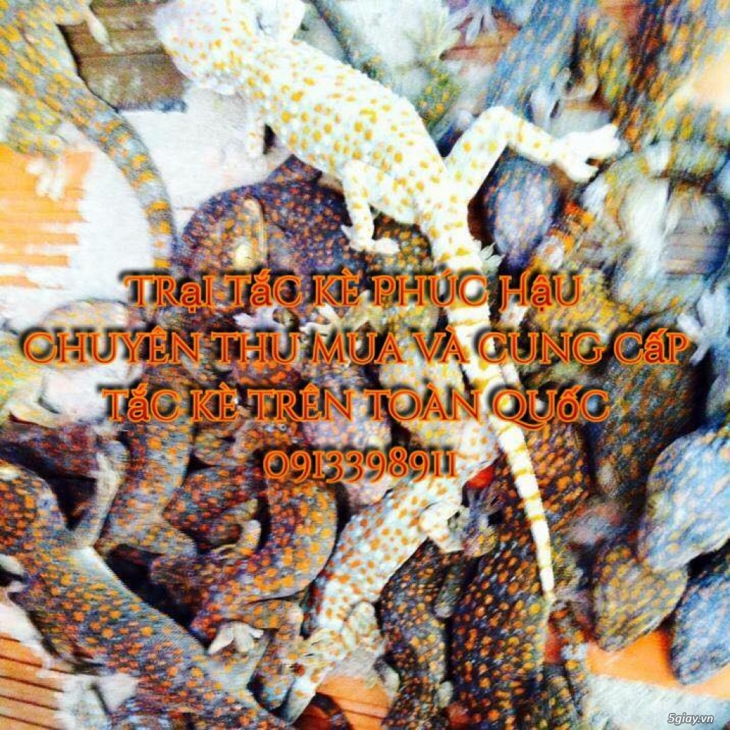 Tắc kè giống giá rẻ - 1