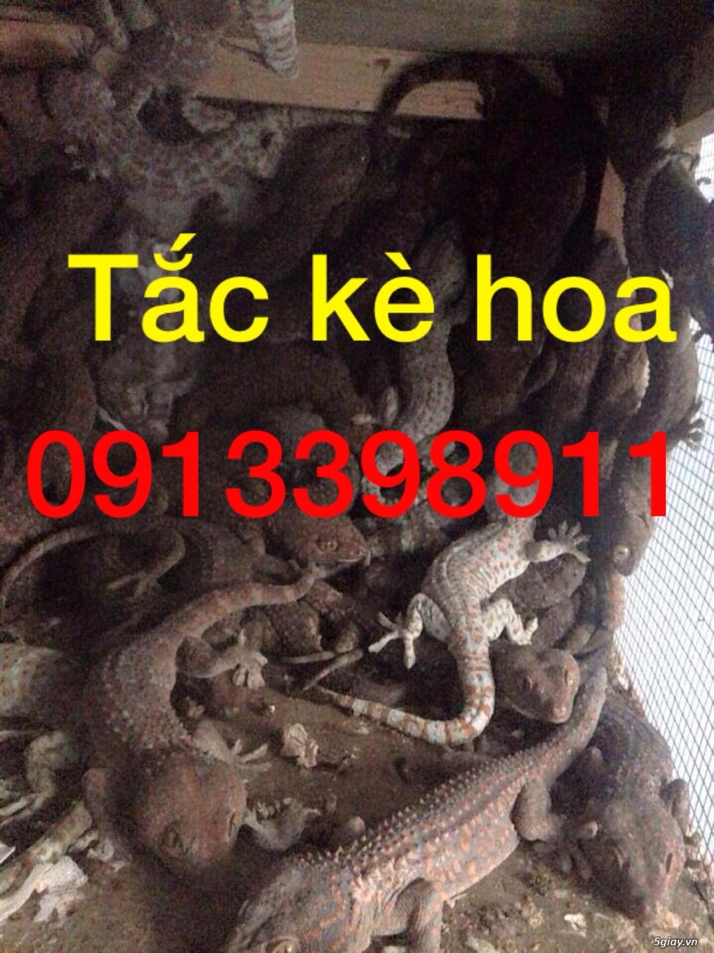 Tắc kè giống giá rẻ