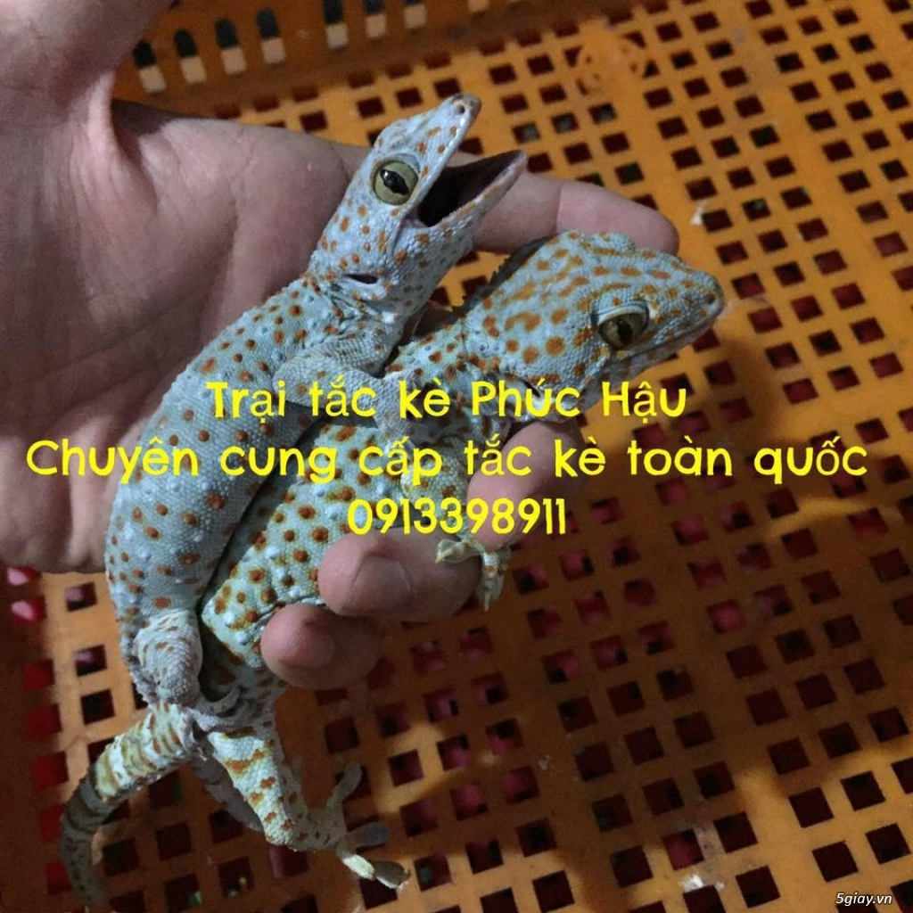 Tắc kè giống giá rẻ - 2