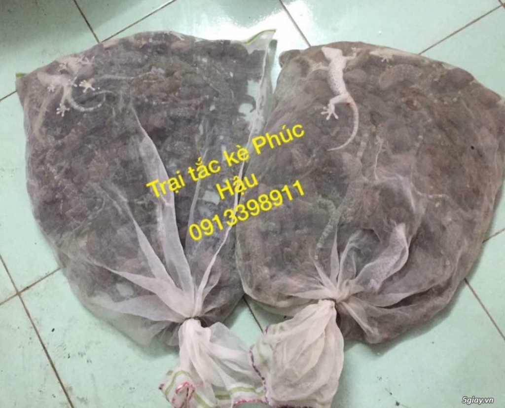 Tắc kè giống giá rẻ - 4
