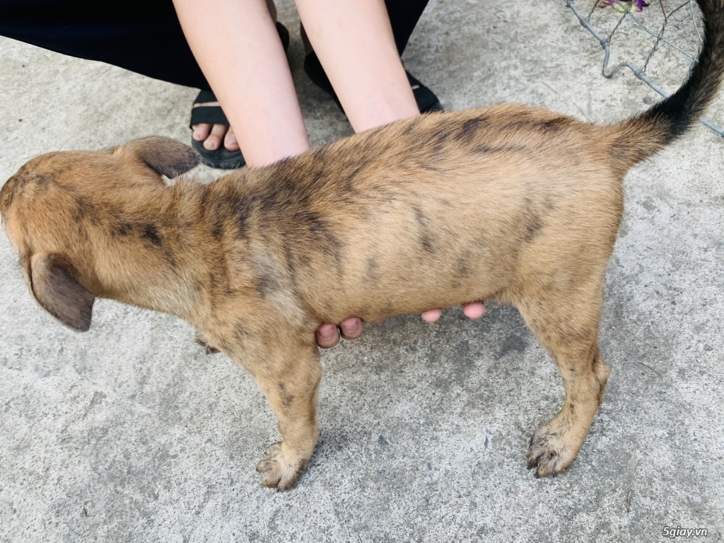 Chó Phú Quốc vện 2 tháng tuổi - 4