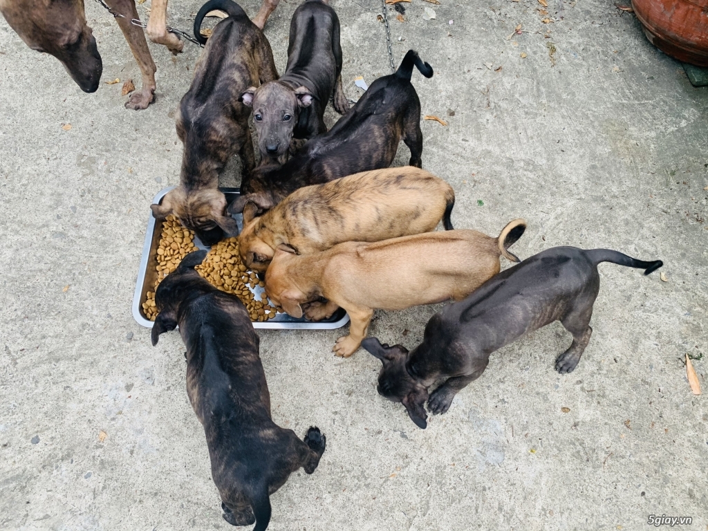 Chó Phú Quốc vện 2 tháng tuổi - 1
