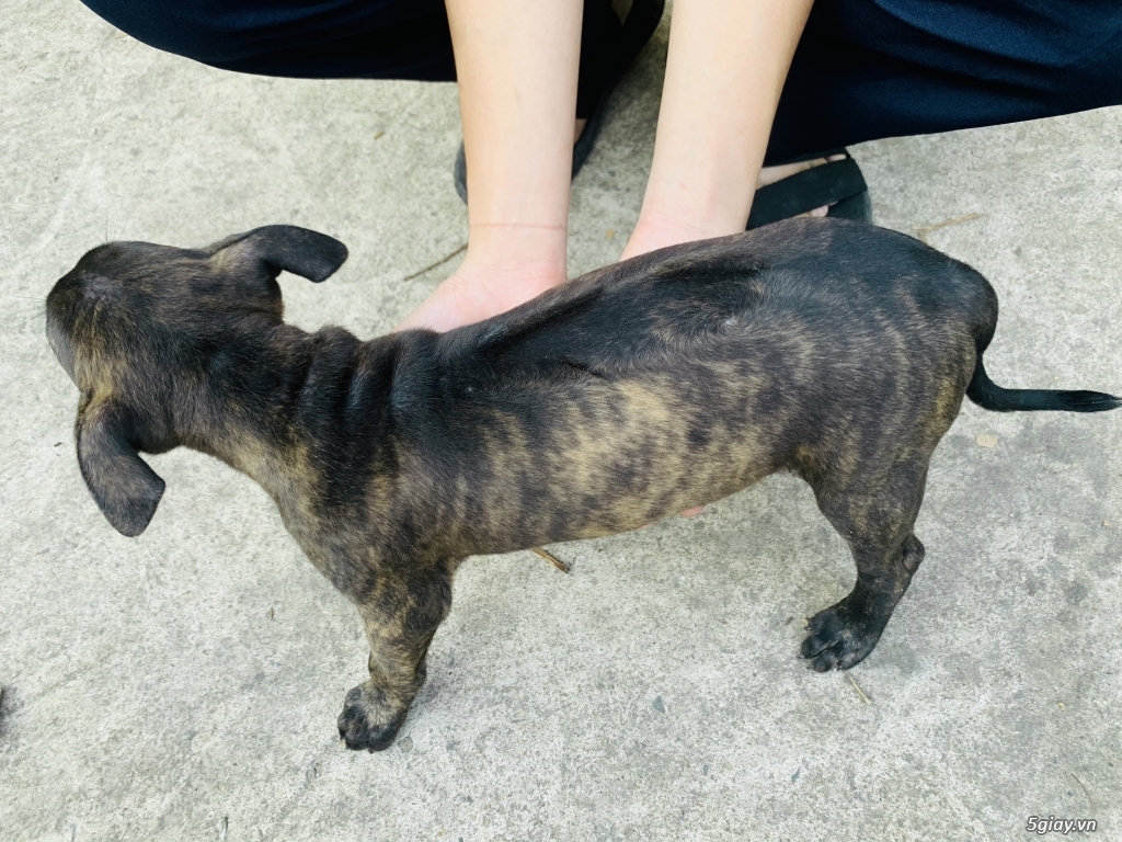 Chó Phú Quốc vện 2 tháng tuổi - 7
