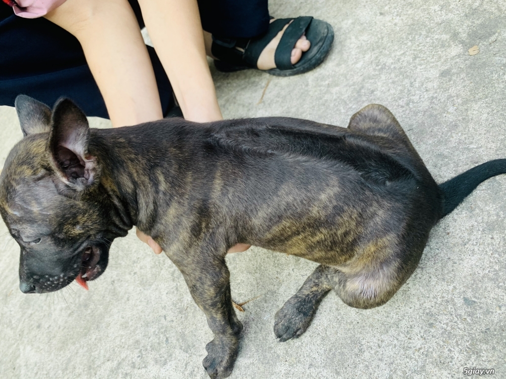 Chó Phú Quốc vện 2 tháng tuổi - 6