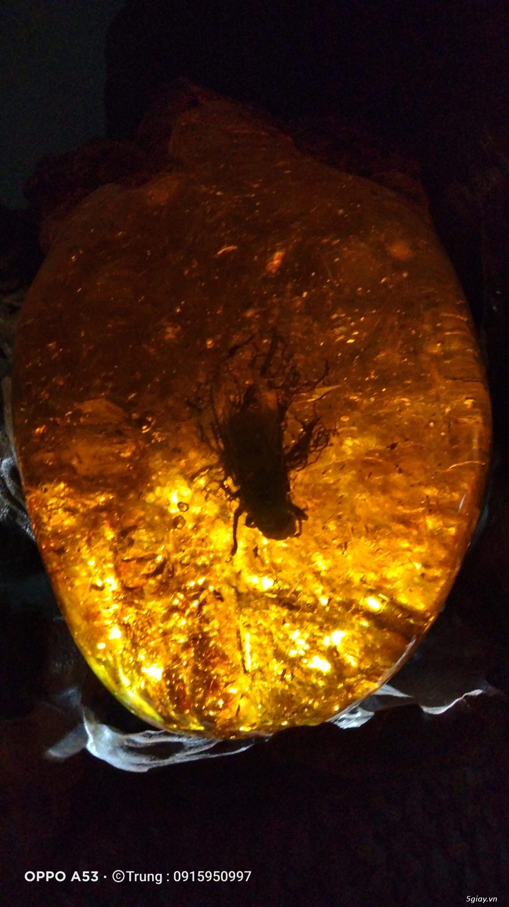 hổ phách hàng tự nhiên - 1