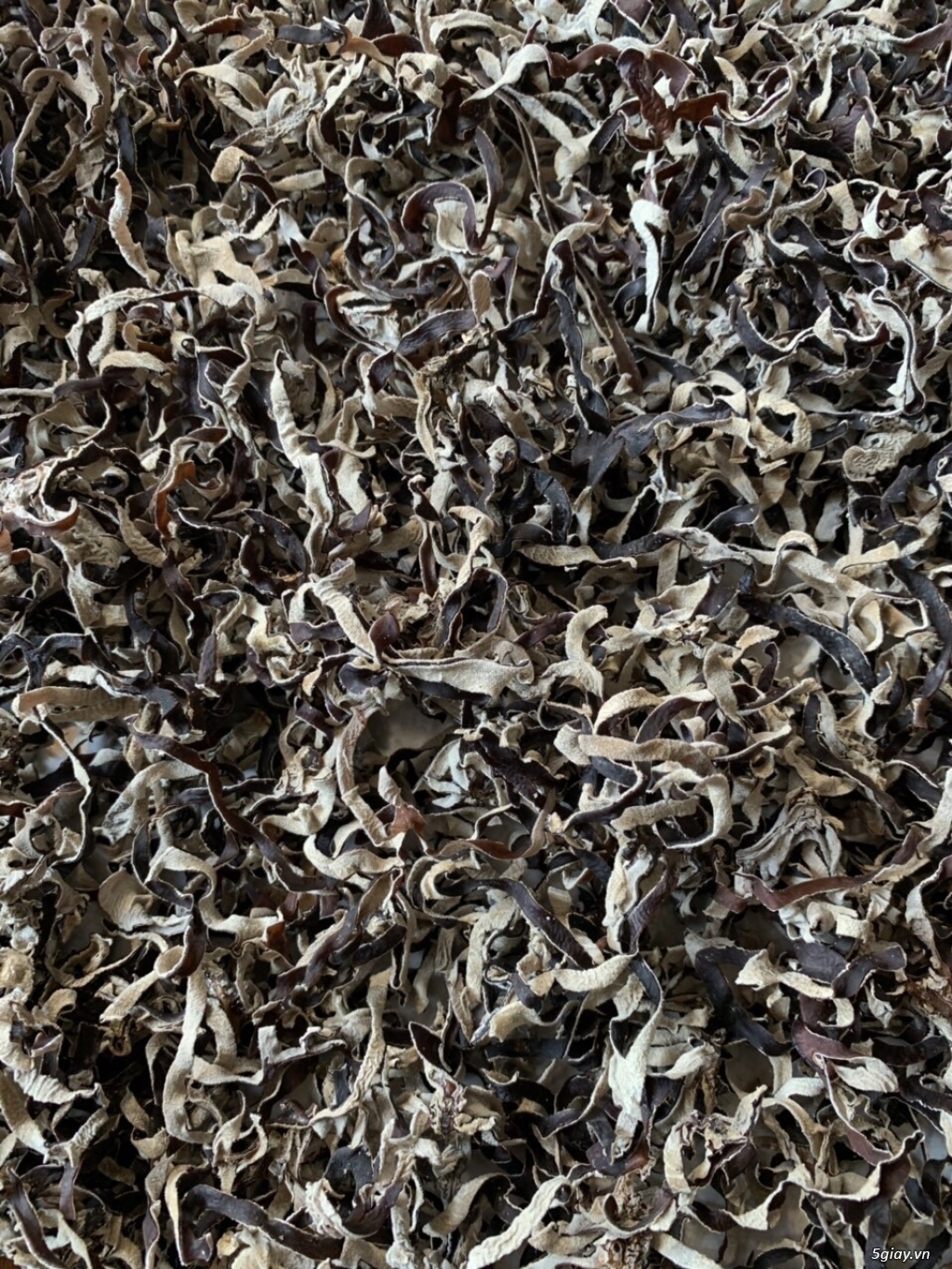 Cung cấp nấm mèo đen - 3