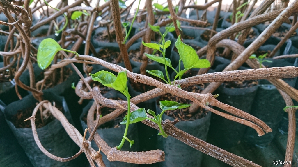 Cung cấp giống hoa thiên lý - 1