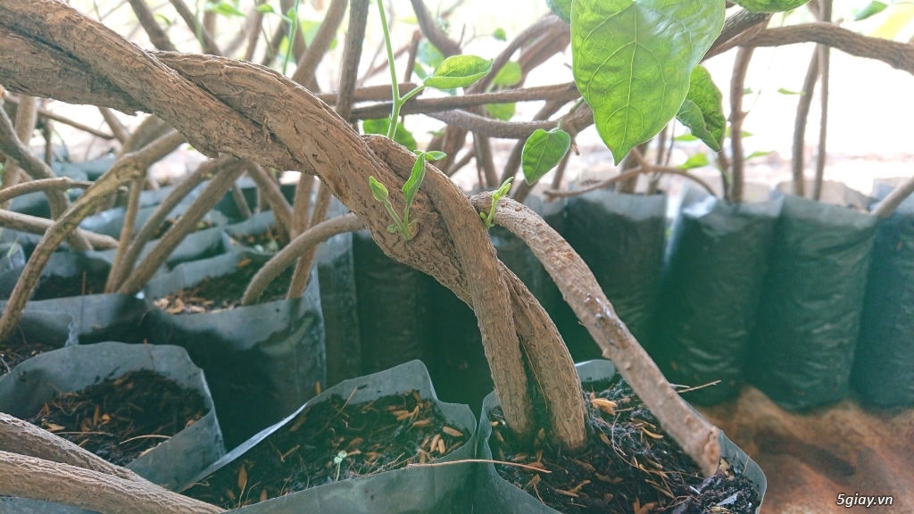 Cung cấp giống hoa thiên lý