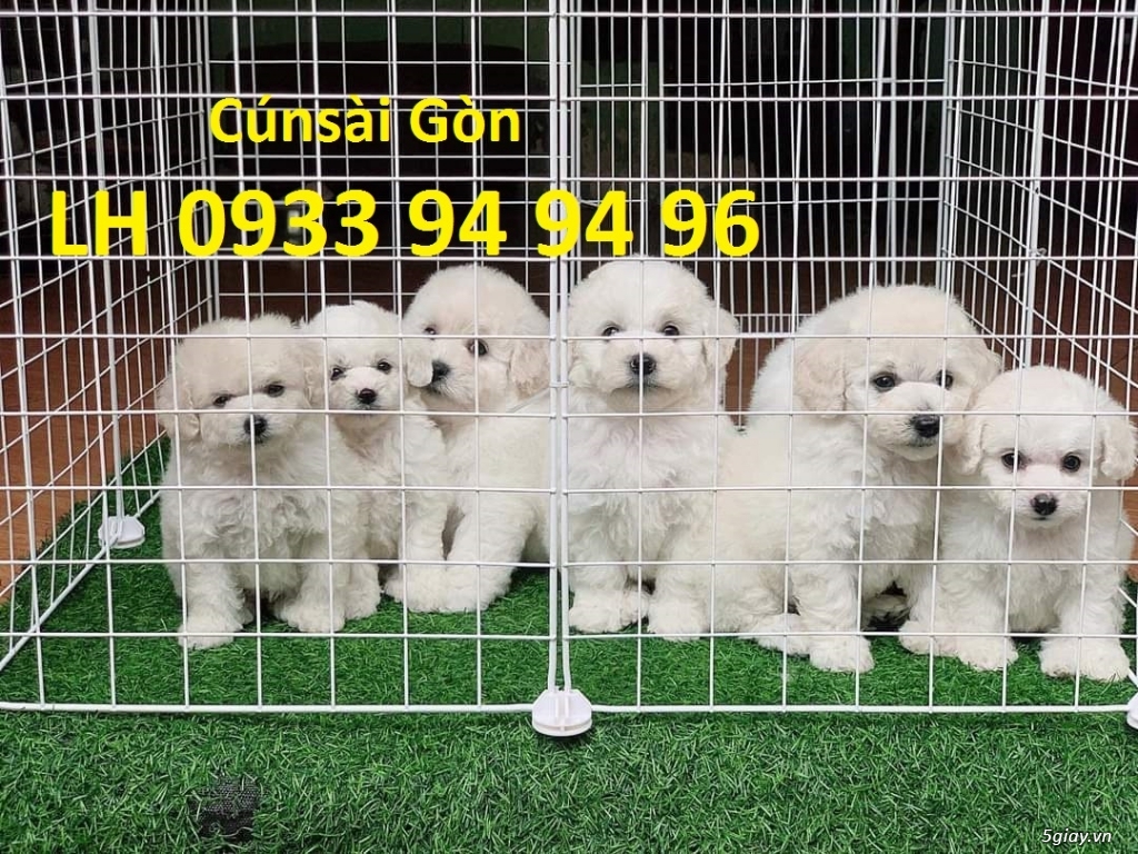 phối chó poodle Bug mặt xệ , phối chó poodle  thuần chủng 100%.