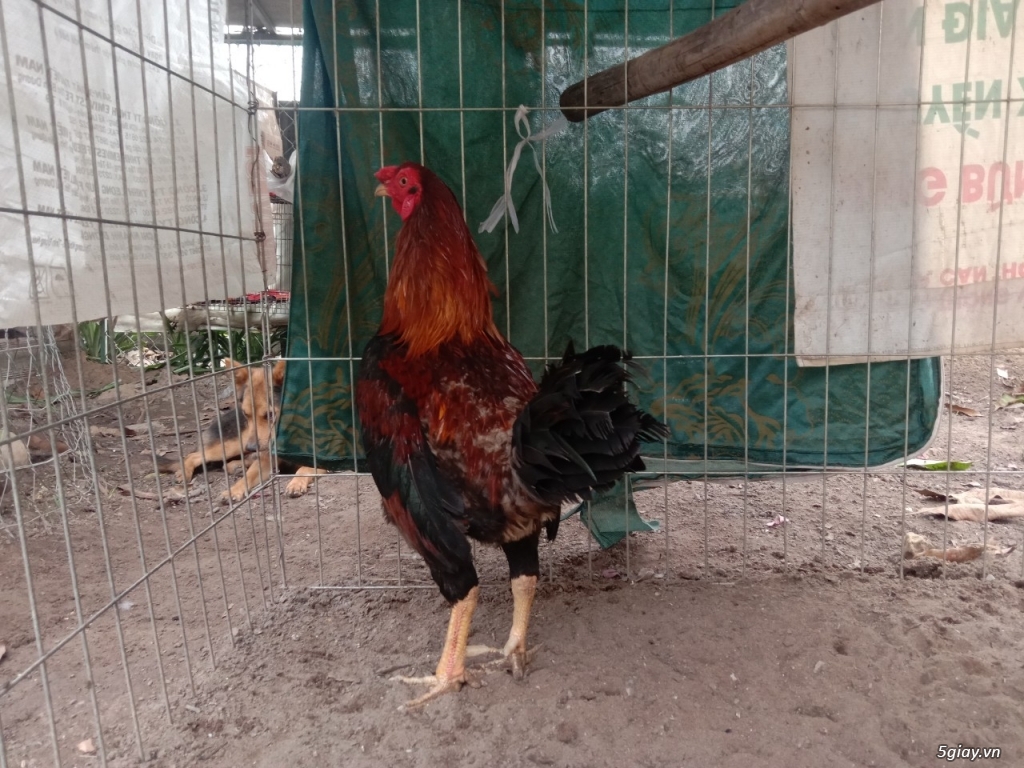 Asil Bobby boles  2,8 Kg - 1