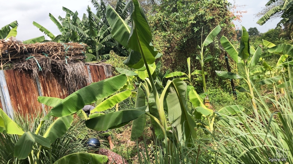 CẦN BÁN ĐẤT TAM BÌNH - TAM PHÚ - TP. THỦ ĐỨC - 3