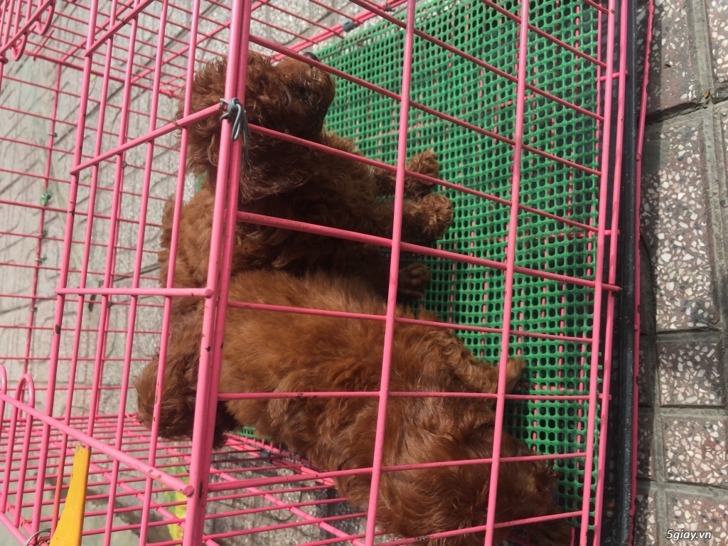 Bến tre RẢ đàn Poodel