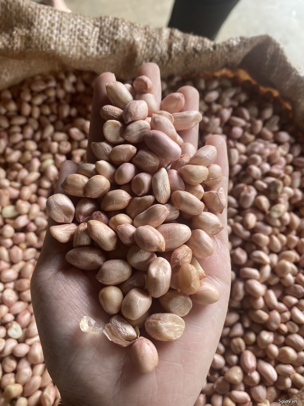 Cung cấp các loại hạt ngũ cốc