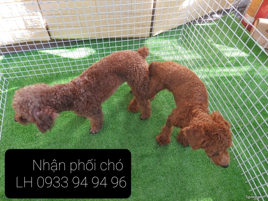 Phối giống chó Poodle tại TPHCM - LH 0933949496 - 7