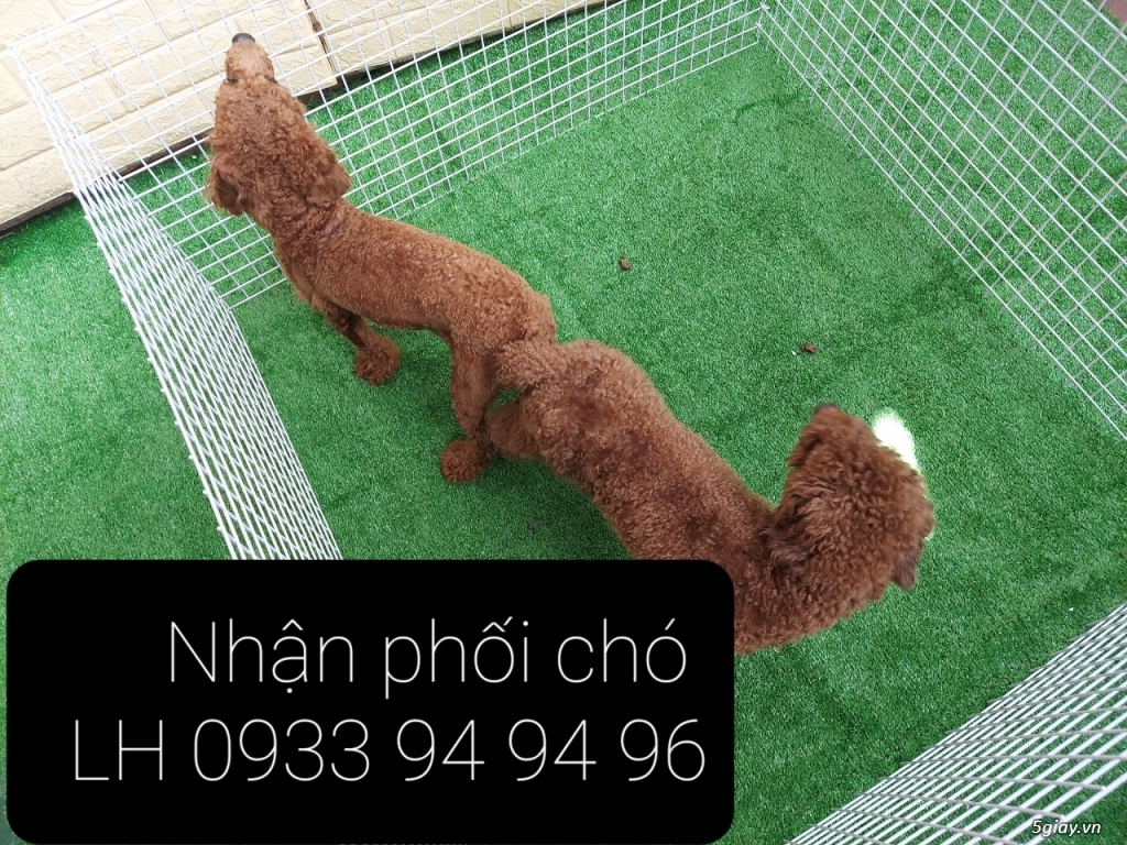 Phối giống chó Poodle tại TPHCM - LH 0933949496 - 20