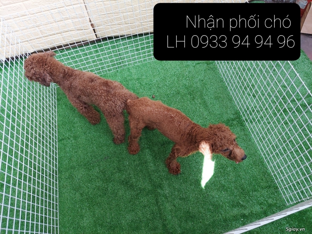 Phối giống chó Poodle tại TPHCM - LH 0933949496 - 11