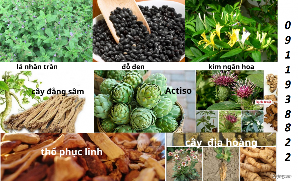 Cao detox thanh nhiệt giải độc cơ thể - 1