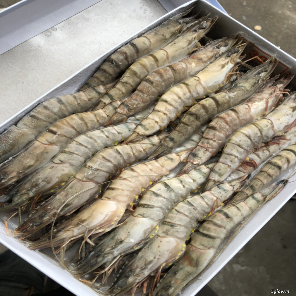 Tôm sú đông lạnh size 30 - ship từ 10kg - 1