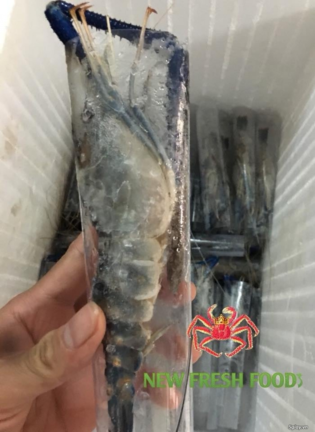 TÔM XUẤT KHẨU - NEW FRESH FOOS - 6