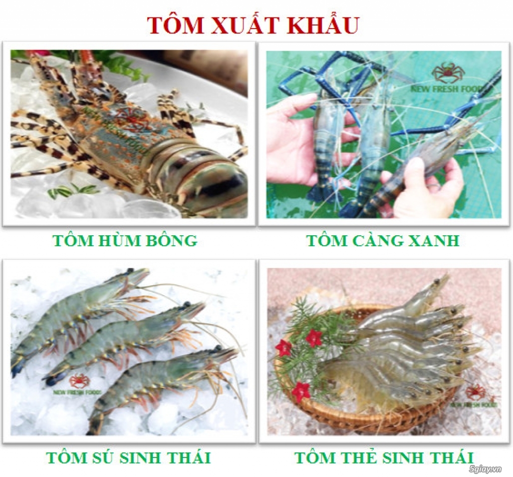 TÔM XUẤT KHẨU - NEW FRESH FOOS