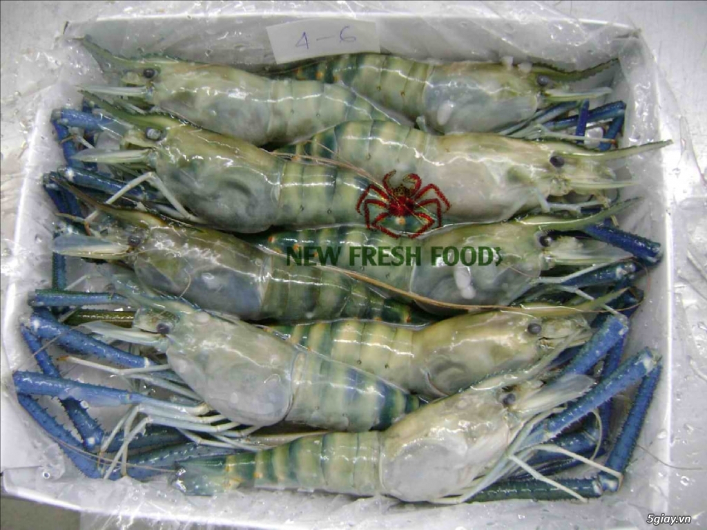 TÔM XUẤT KHẨU - NEW FRESH FOOS - 5