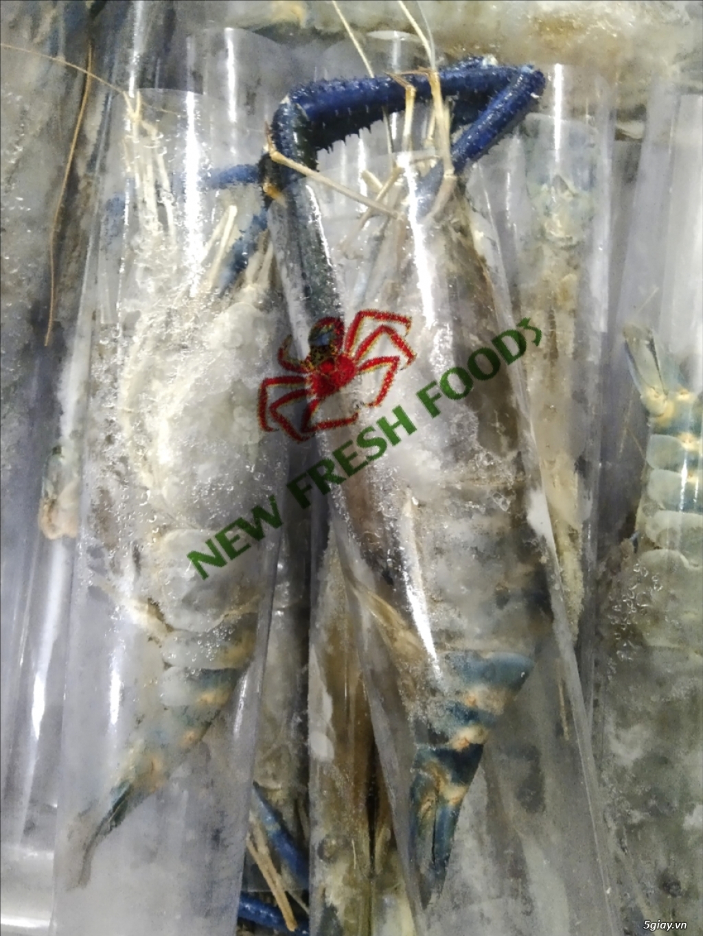 TÔM XUẤT KHẨU - NEW FRESH FOOS - 7
