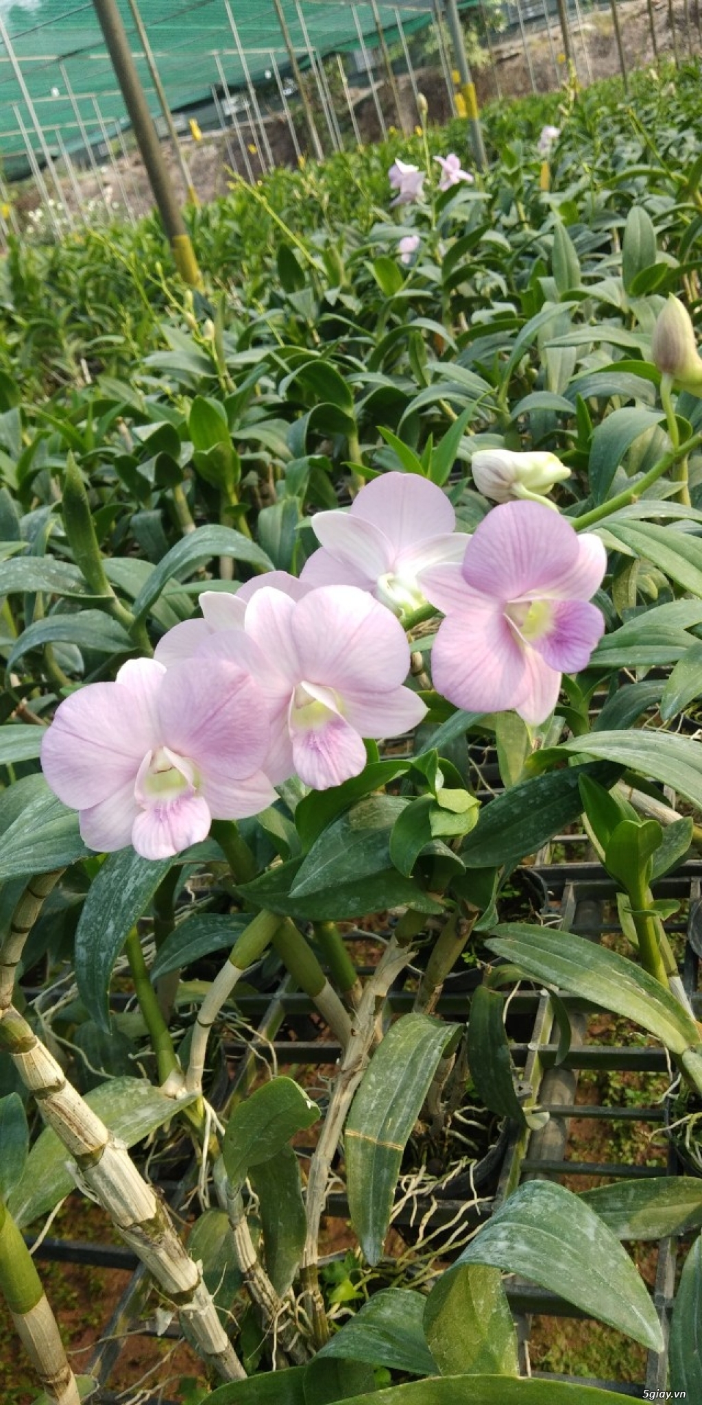 Hoa Lan Denro Màu - 1