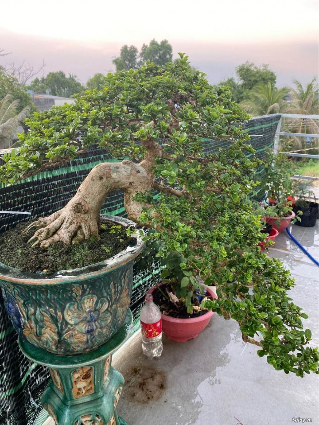 Bonsai Sam Hương Thác Đổ - 2