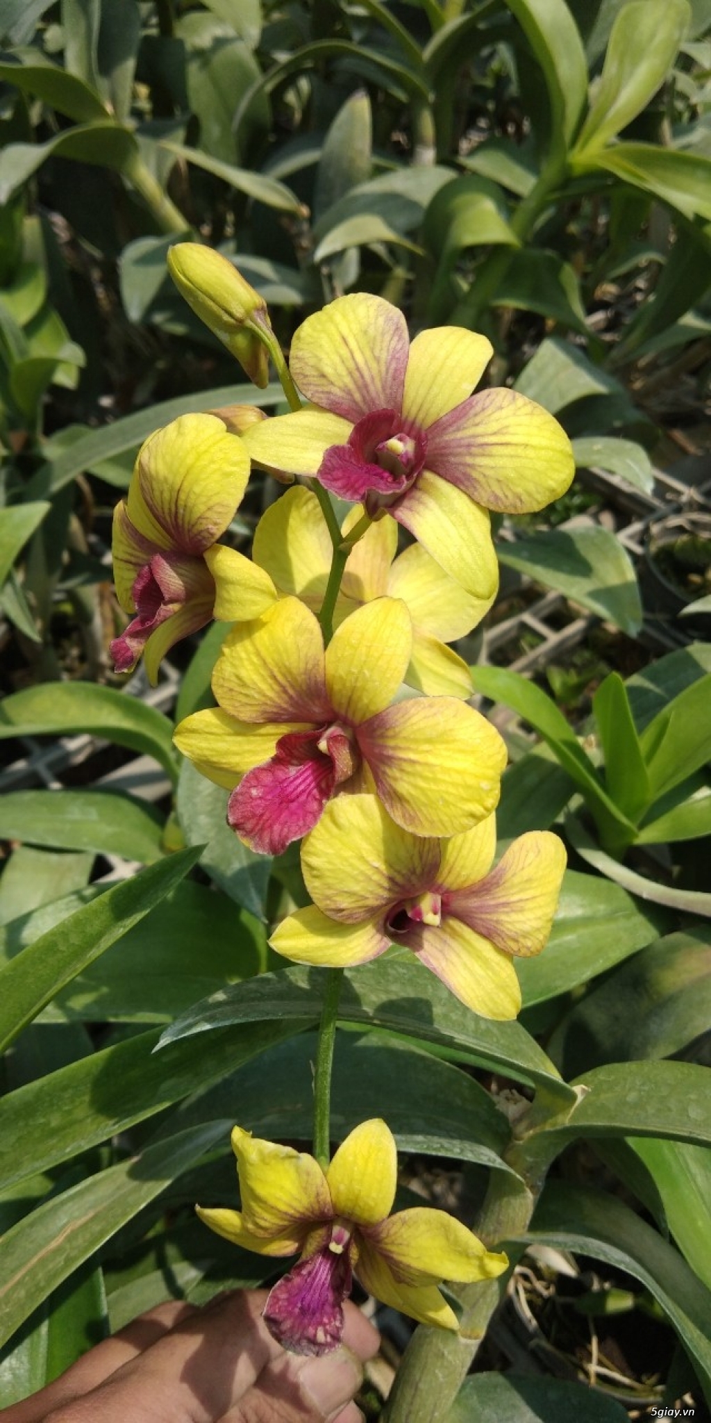 Hoa Lan Denro màu giá rẻ - 2
