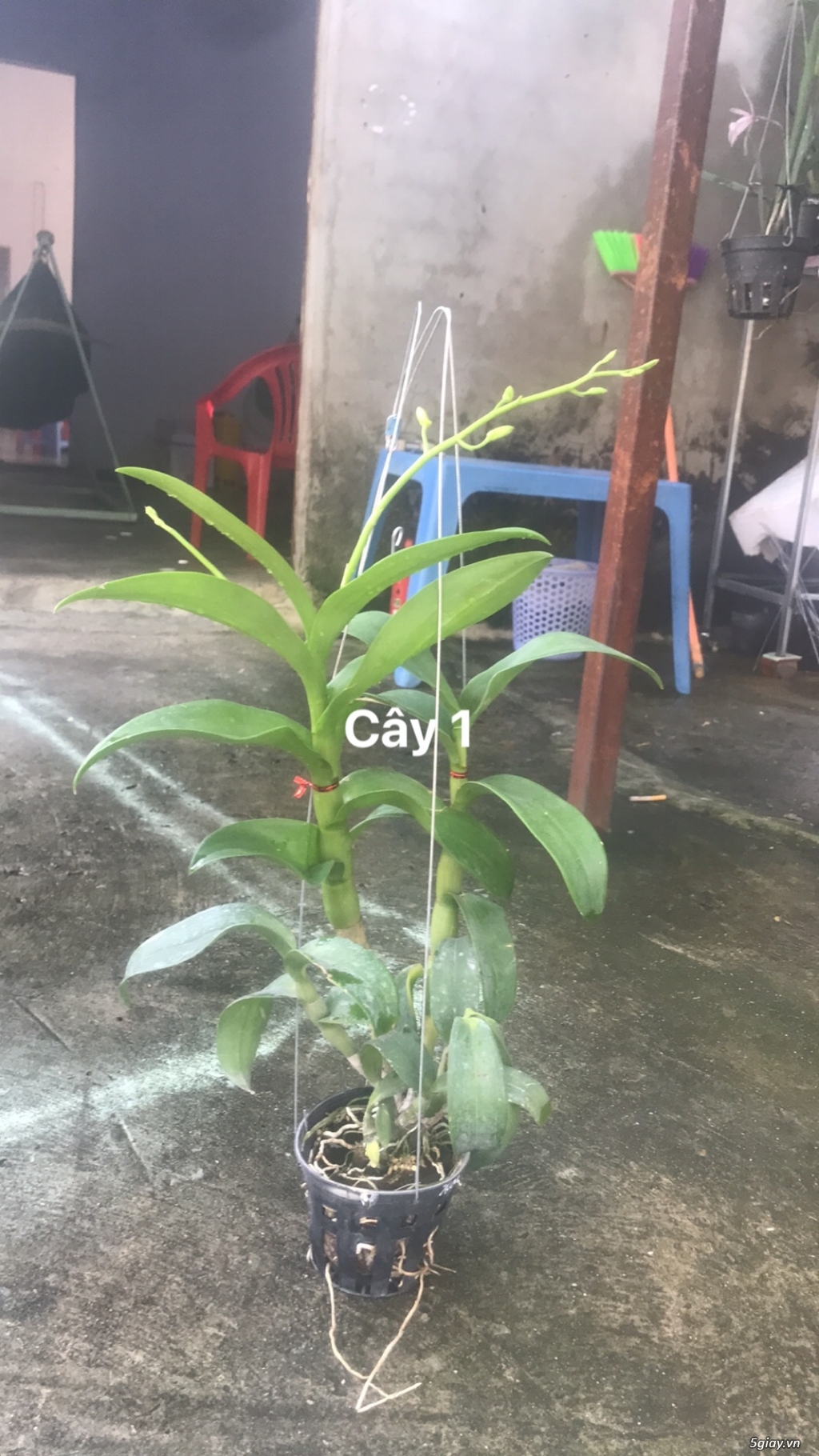 Hoa Lan Denro Màu - 3