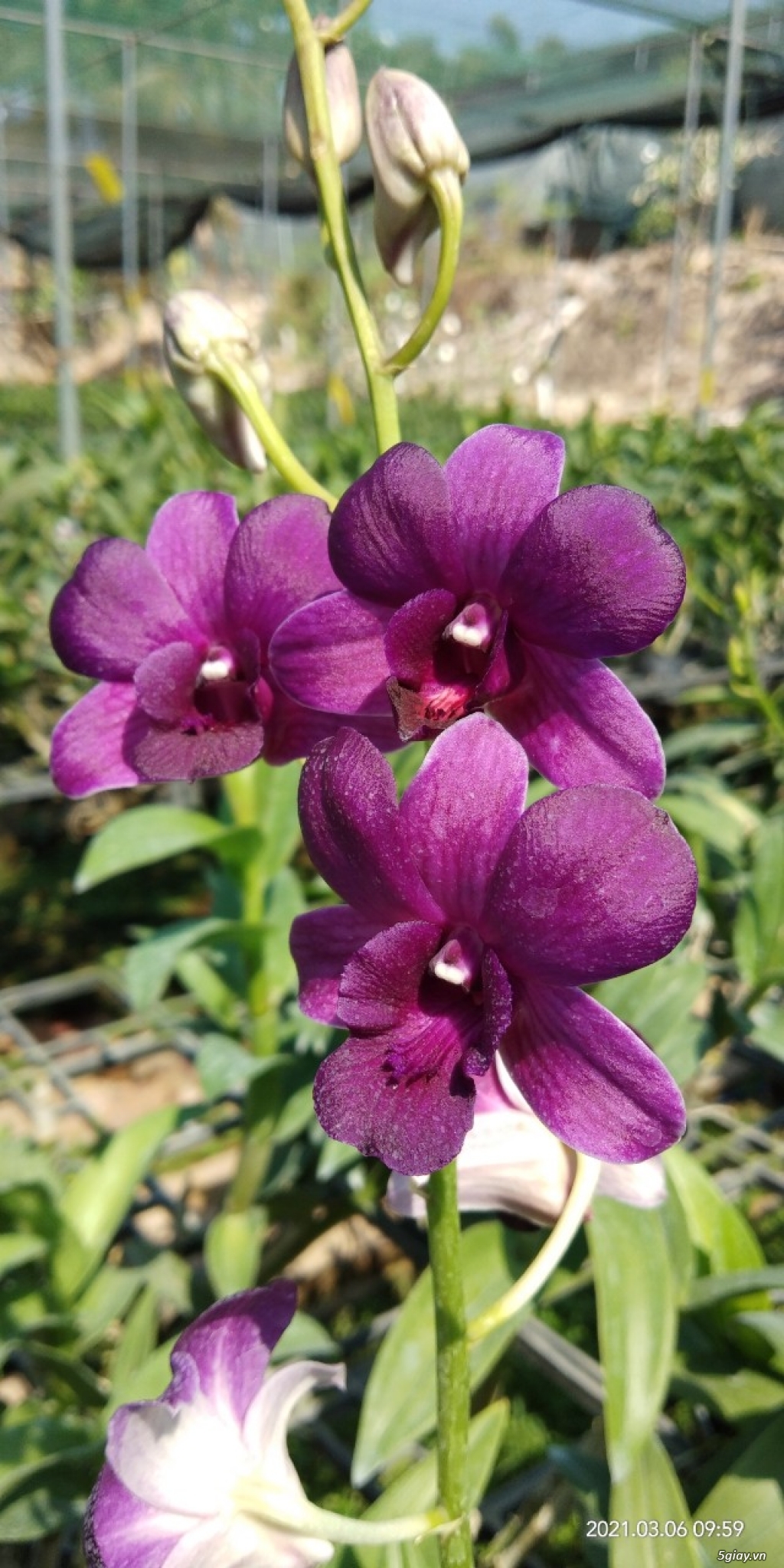 Hoa Lan Denro màu giá rẻ - 1