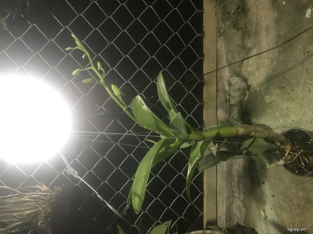 Hoa Lan Denro Màu - 4