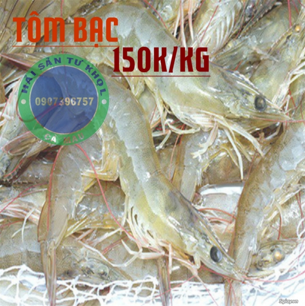Cua Gạch Son  Cà Mau.(chính gôc) - 2