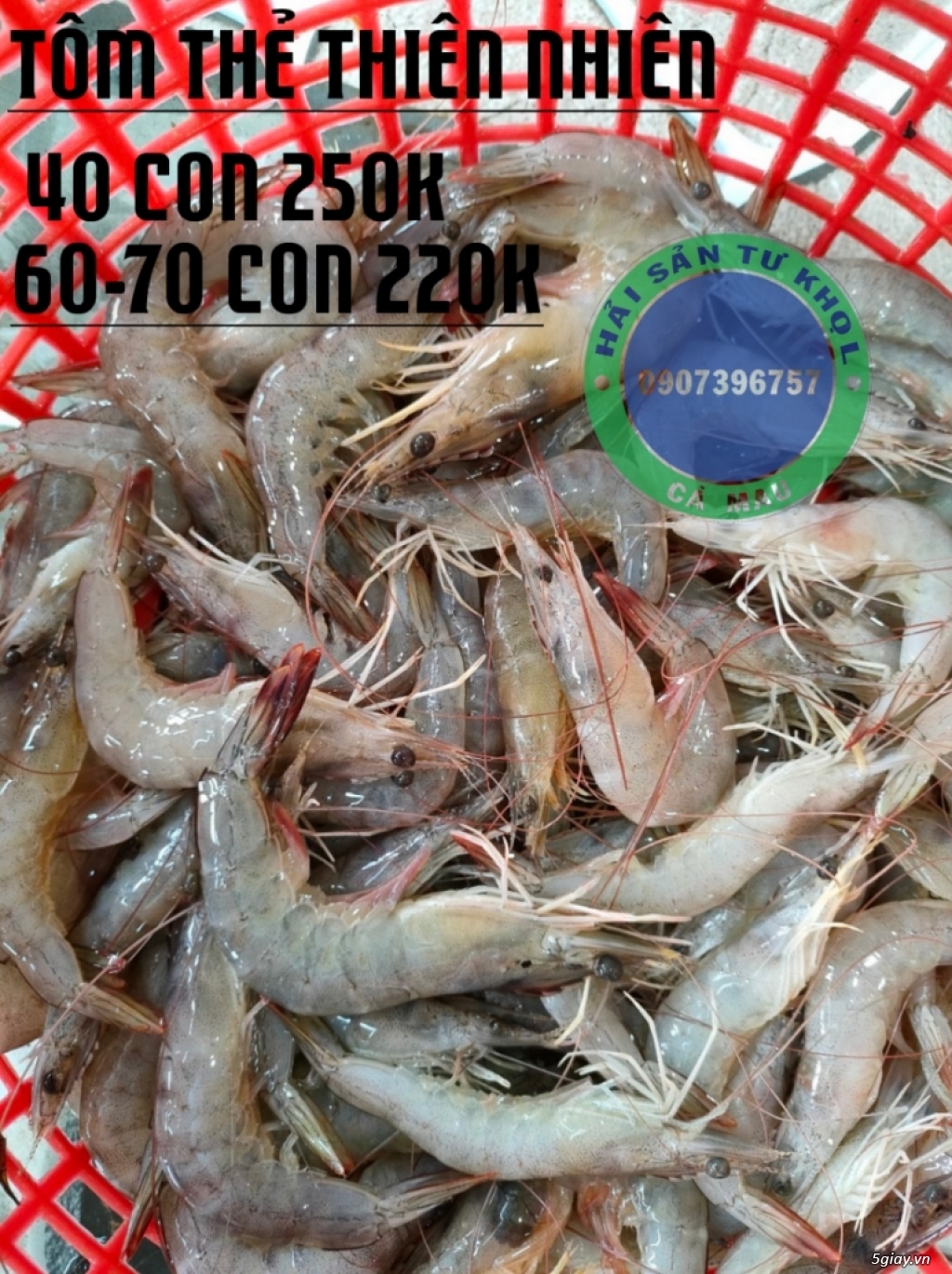 Cua Gạch Son  Cà Mau.(chính gôc) - 2