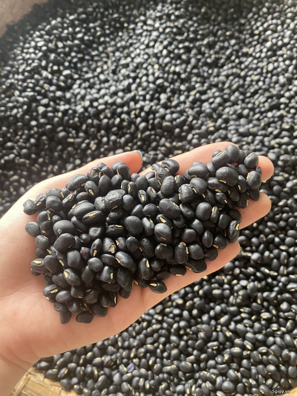 Cung cấp các loại đậu tại Dak lak - 1