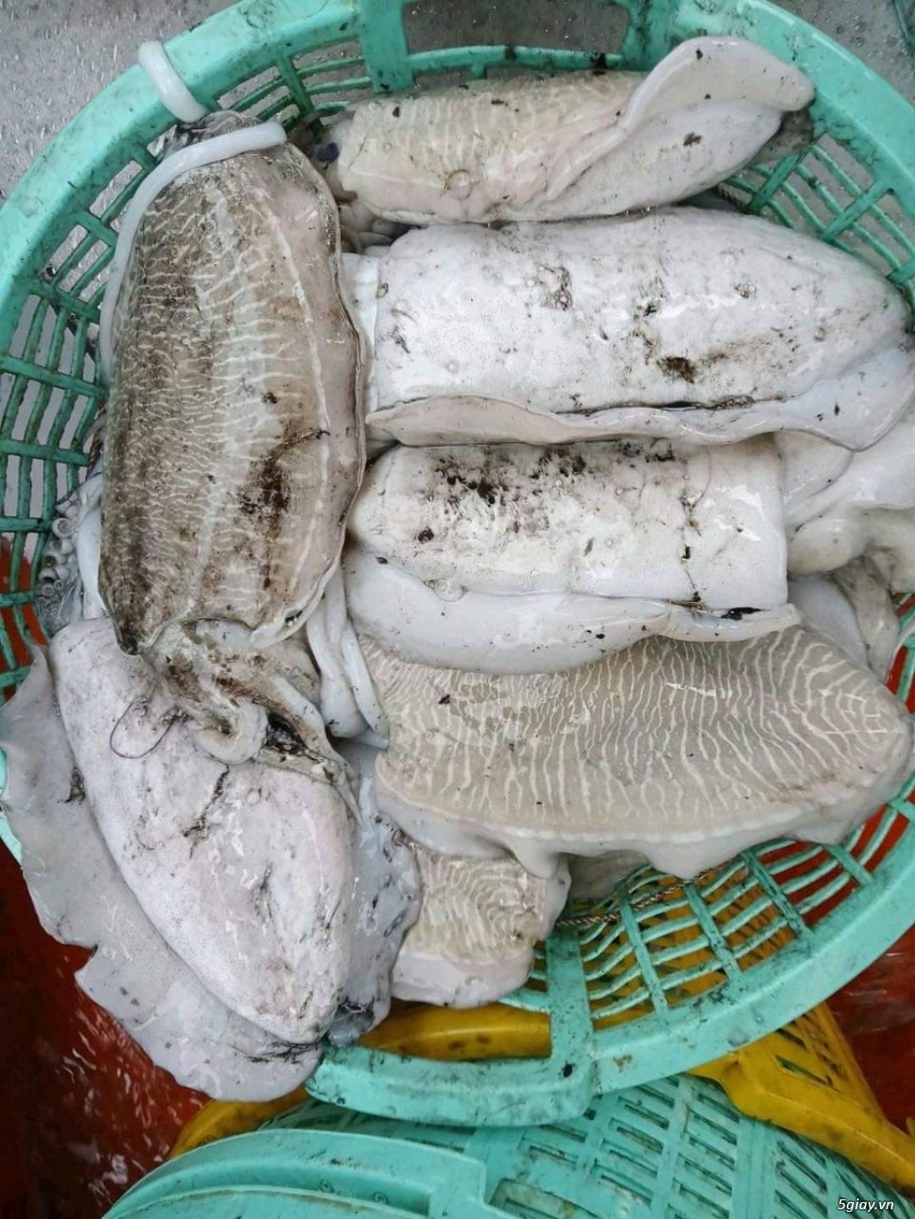 Mực, cá - 1