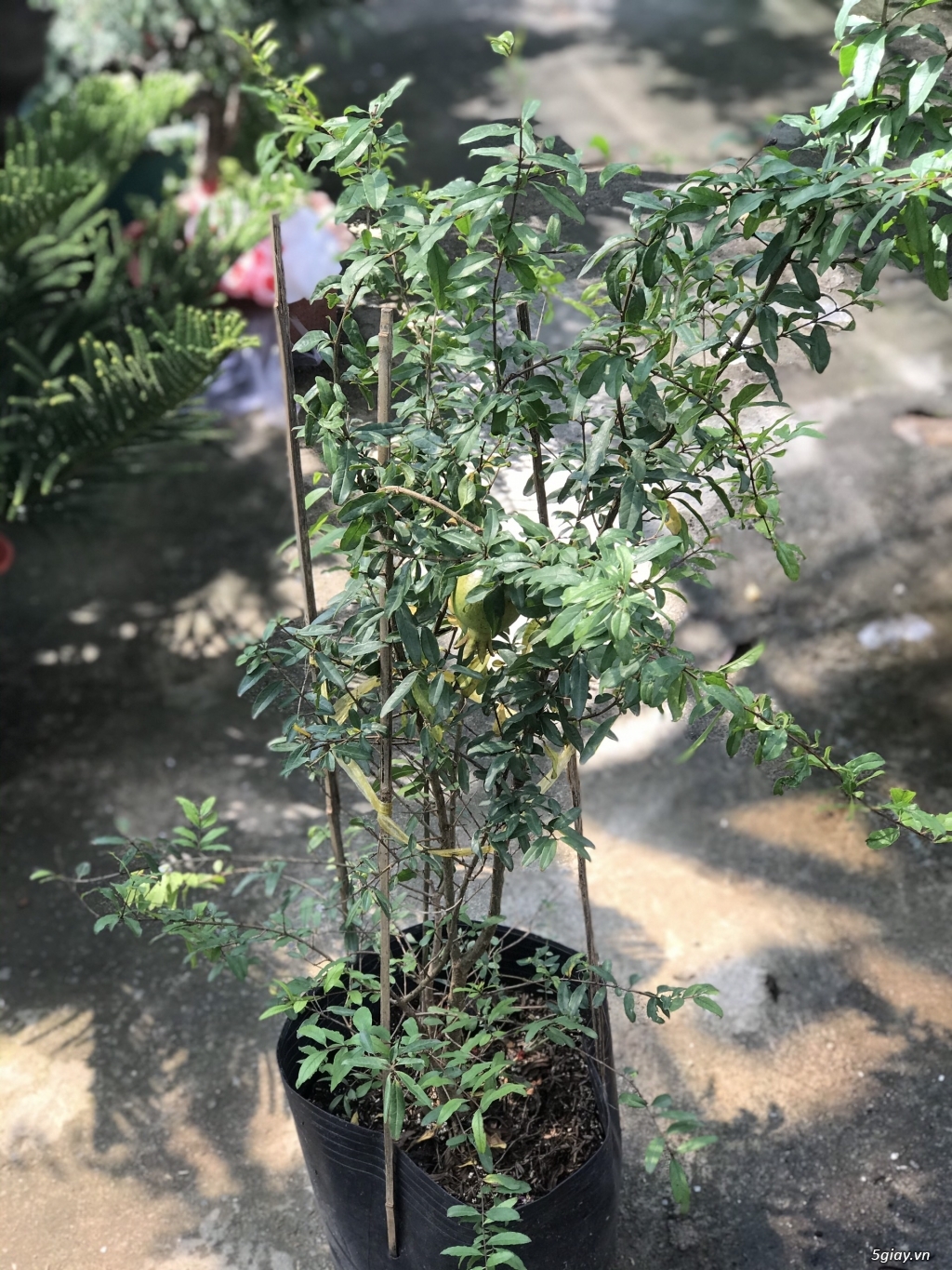 Cây Lựu Đỏ Giá Sốc Tại Vườn - 2