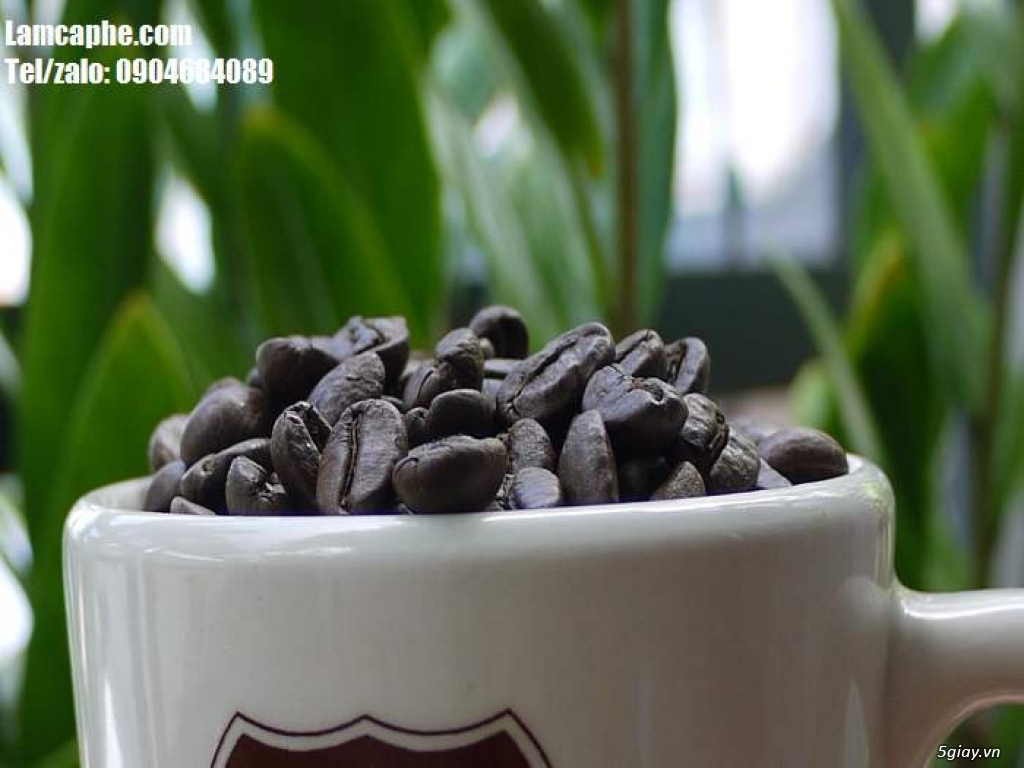 Cung cấp giá sỉ các loại cà phê hạt nguyên chất tại Thừa Thiên Huế - 1