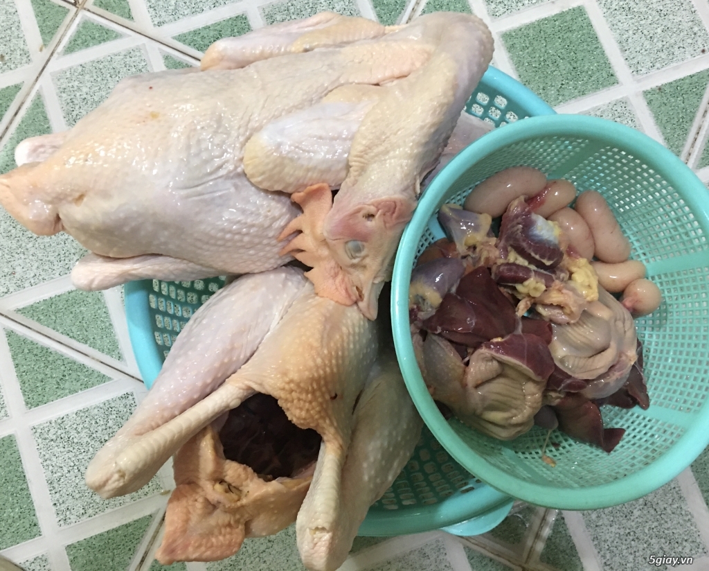 Gà ta thả vườn Tây Nguyên - 4