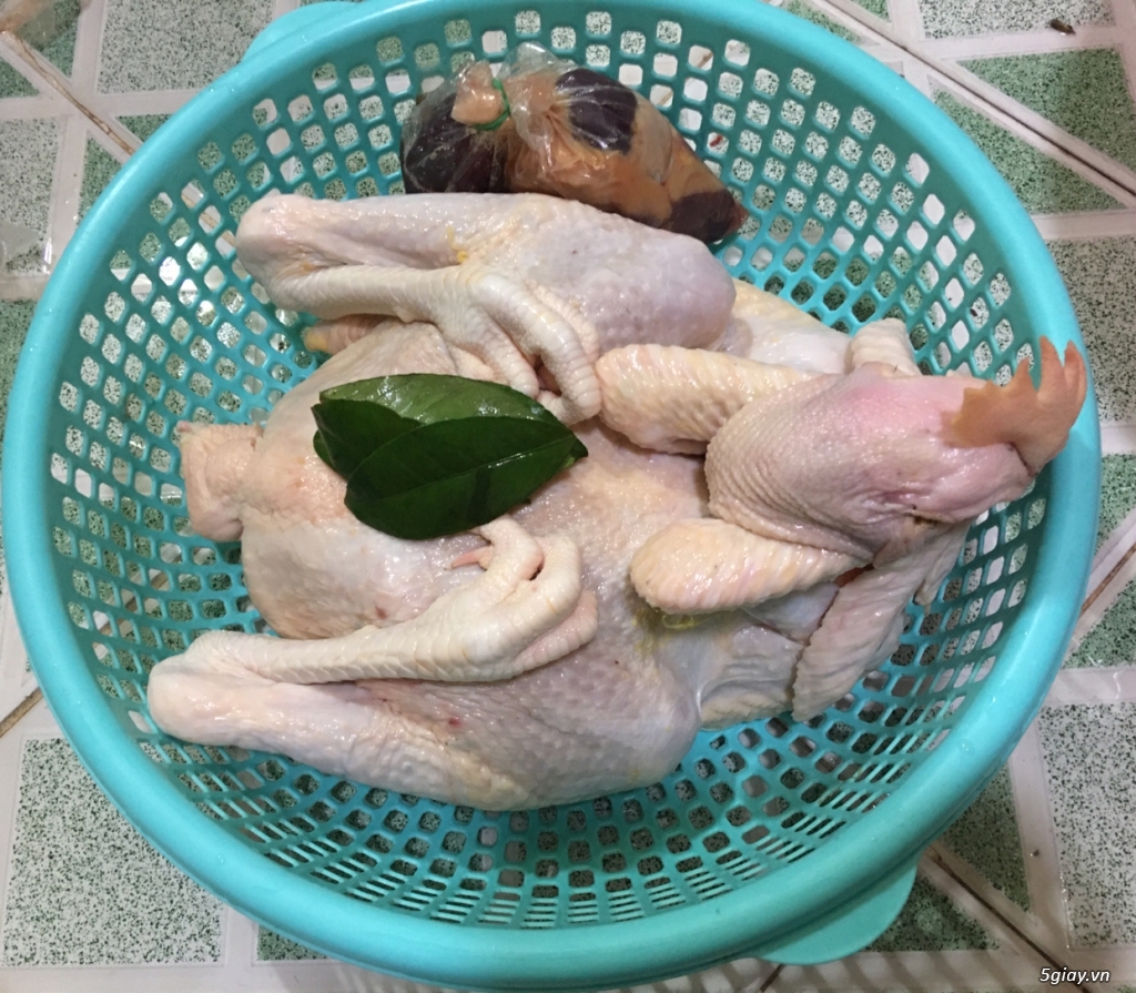 Gà ta thả vườn Tây Nguyên - 1