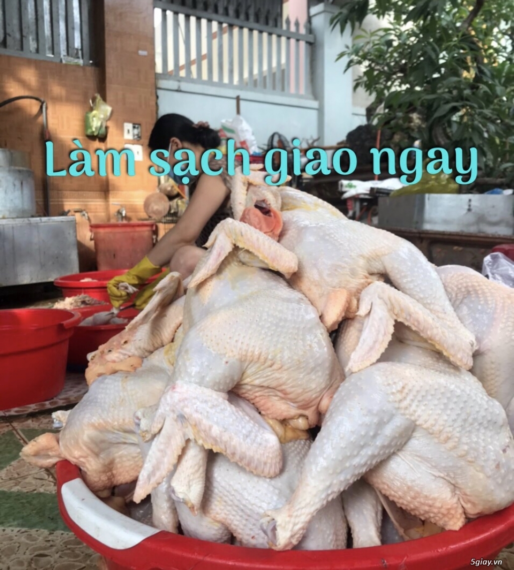 Gà ta thả vườn Tây Nguyên