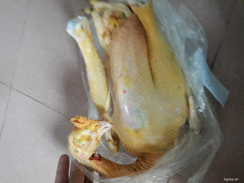 Ga ta Bình Định tha vuon - 1