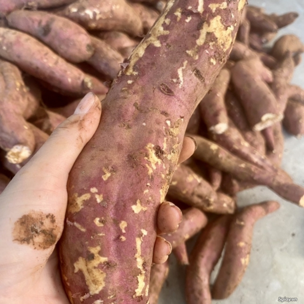 Khoai lang mật Tà Nung - Đà Lạt