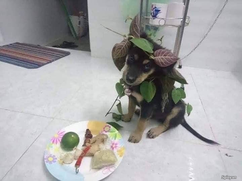 Hình hài hước... Nhiều thể loại vui nhôn - 1