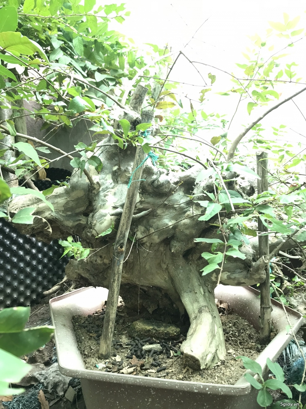 Bonsai - cây cảnh: Bằng lăng tím lá nhỏ
